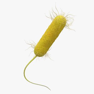 Pseudomonas Aeruginosa Bacteria