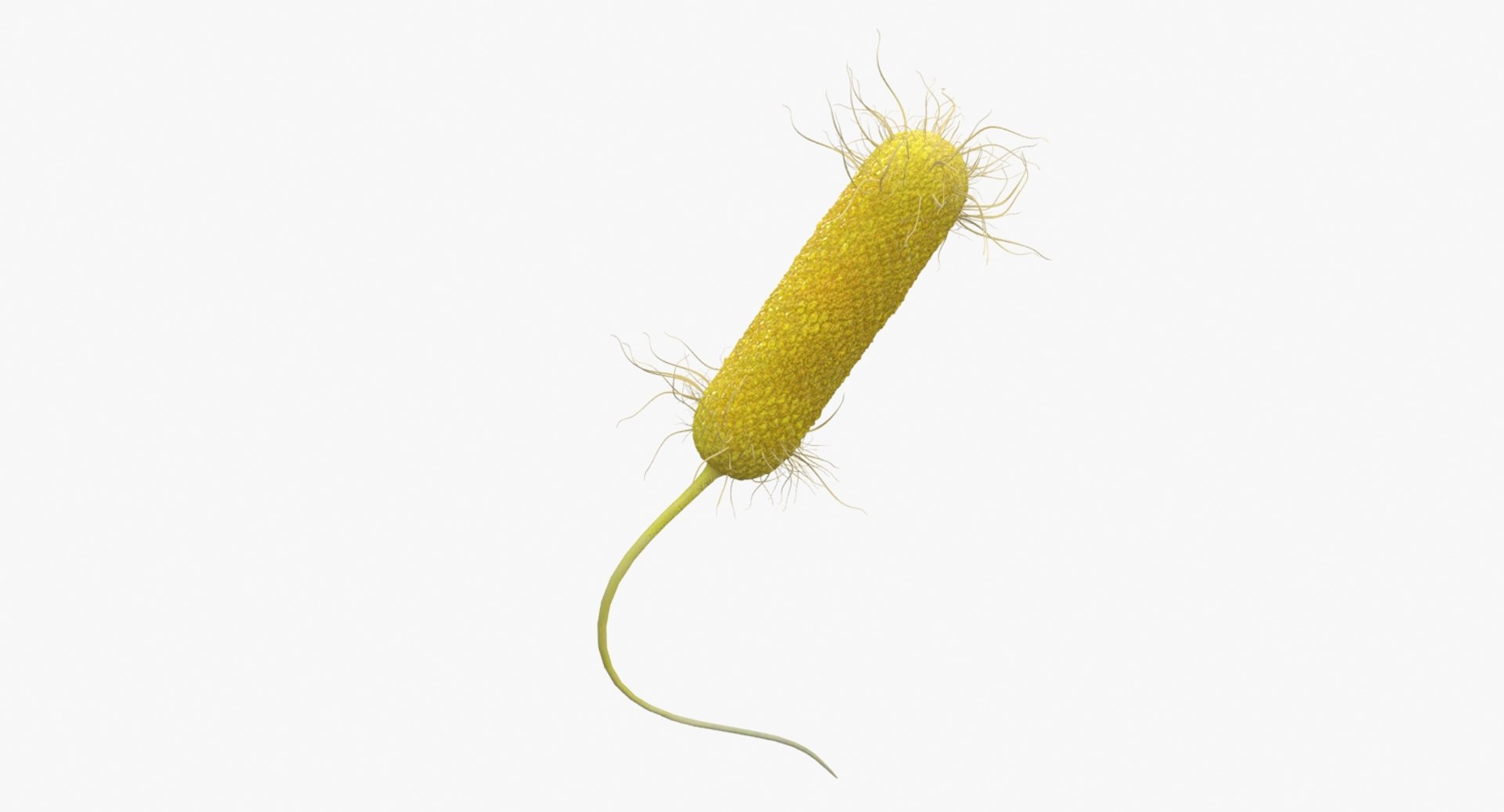 Желтые бактерии. Бактерия Pseudomonas aeruginosa. Бактерии на белом фоне. Микроорганизмы на белом фоне.