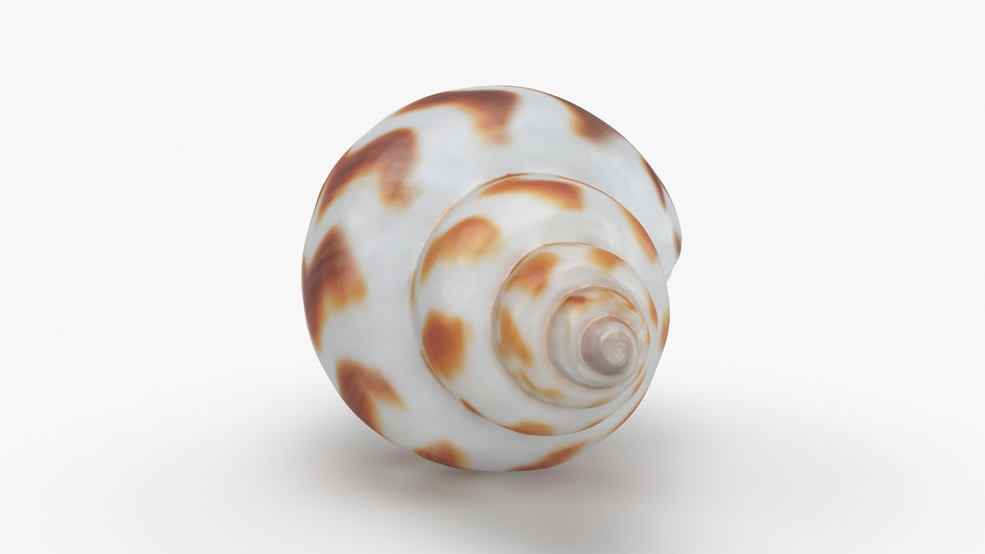 3D Babylonia Areolata Model - TurboSquid 2138284