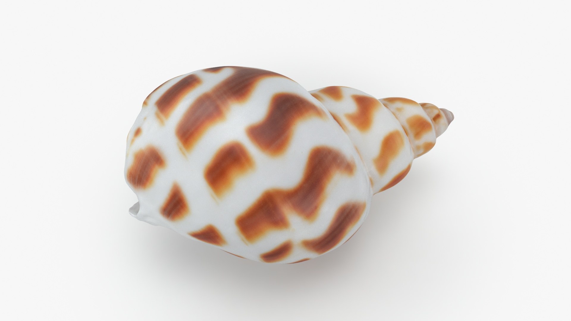 3D Seashells Collection 3 model https://p.turbosquid.com/ts-thumb/4v/dKI6kh/Tx/babyloniaareolata_a0001/jpg/1697218283/1920x1080/fit_q87/900e14017d2dcb68dc1e2596ddbe6d2217e171e1/babyloniaareolata_a0001.jpg
