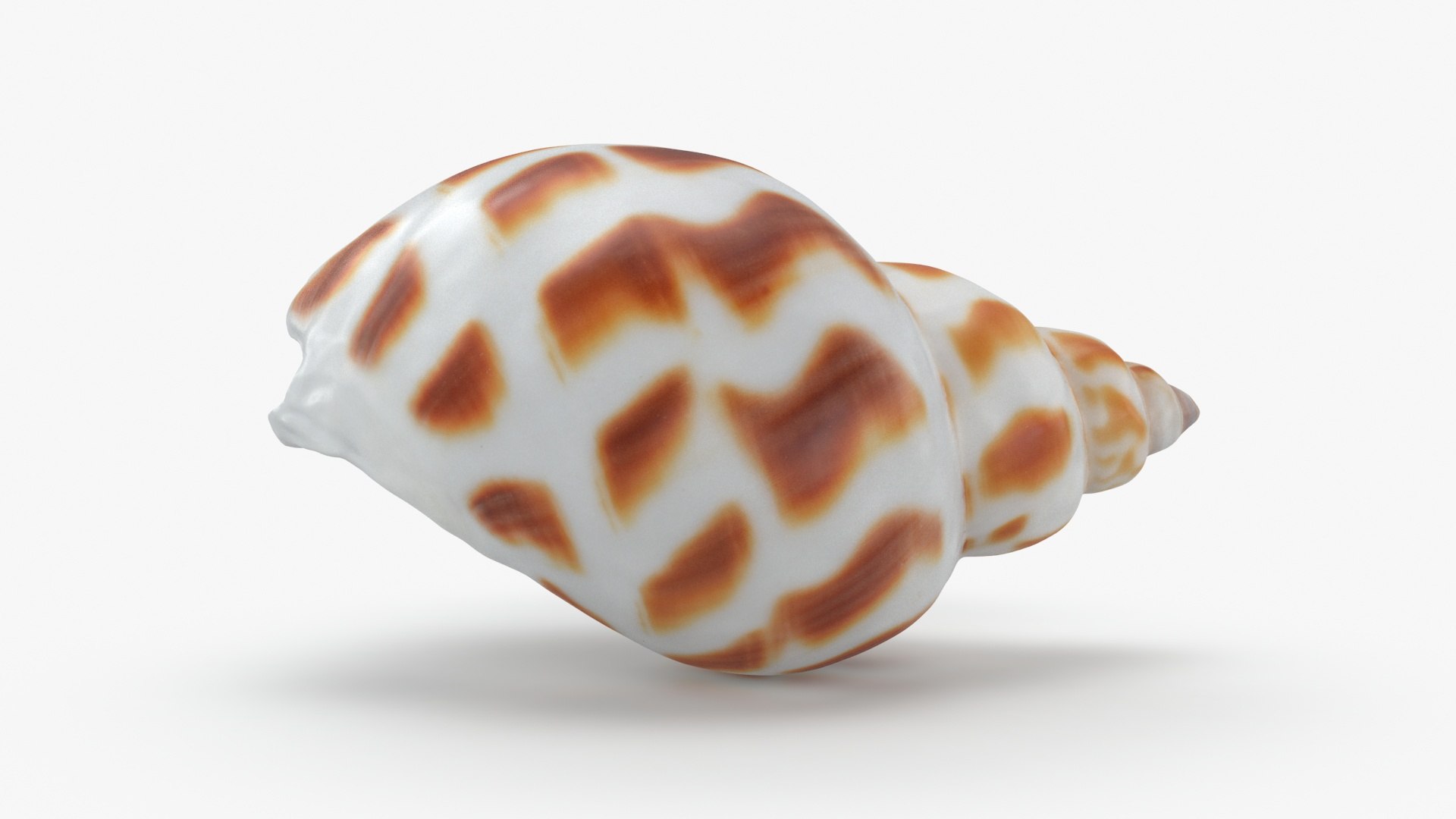 3D Babylonia Areolata Model - TurboSquid 2138284