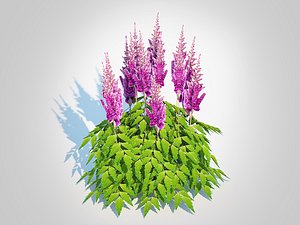 3D Astilbe jap -Koblenz