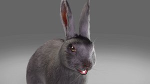3D Fur Rabbit Gray V02 NO Rigged