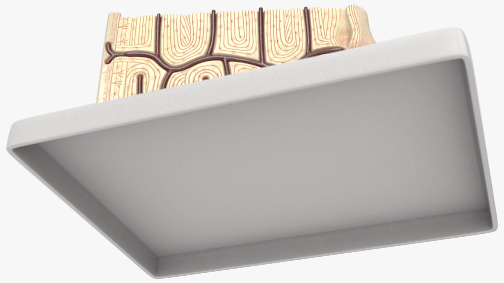 Realistic Human Bone Anatomy Cross Section 3D - TurboSquid 2368299