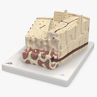 Realistic Human Bone Anatomy Cross Section