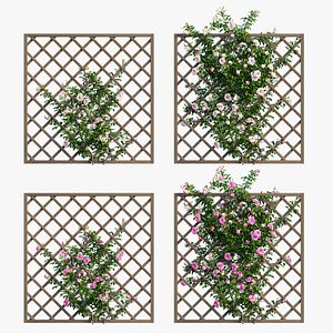 rose plant set 15 3D model