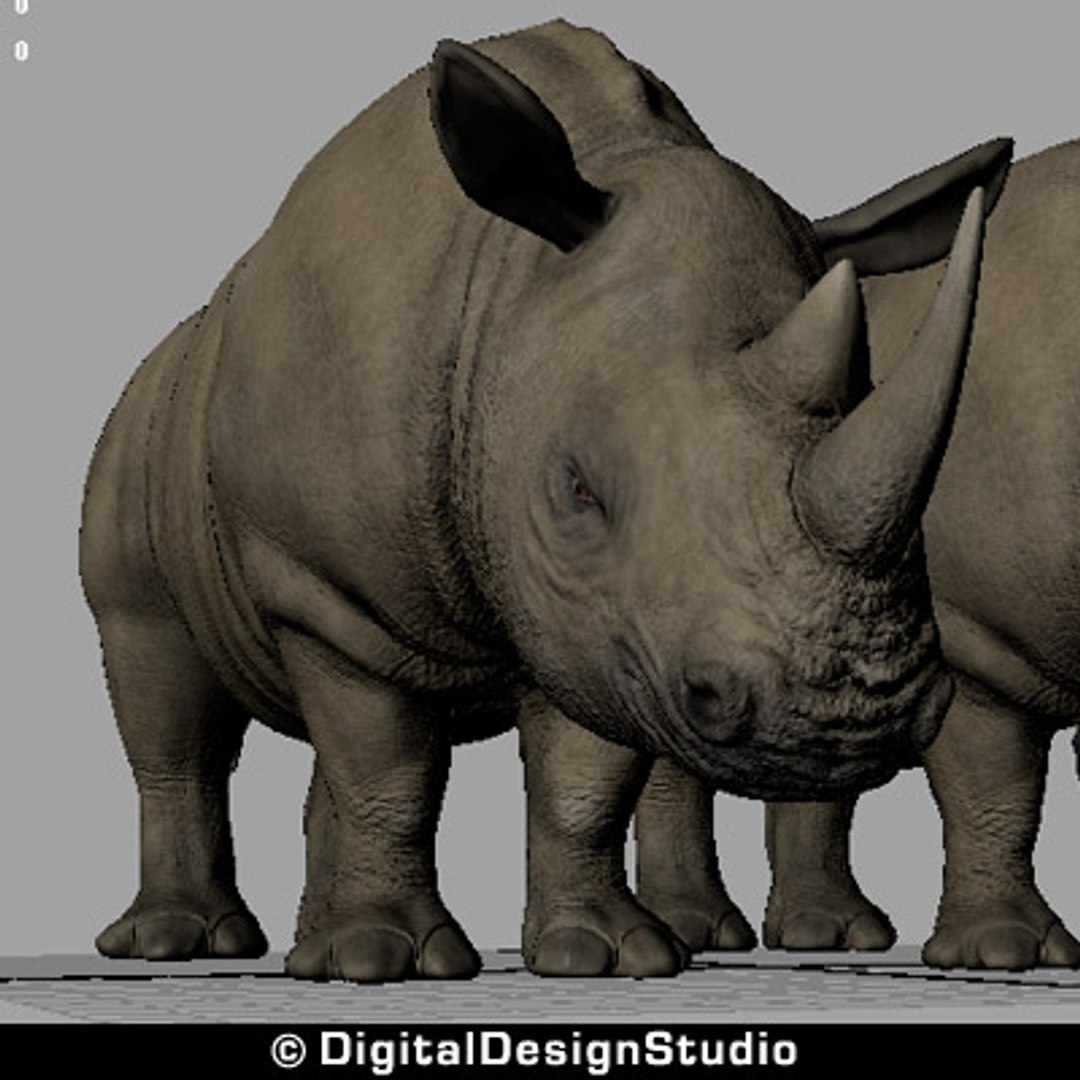 3d model rhinoceros