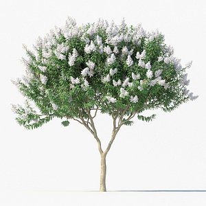 Crape myrtle with white flowers model