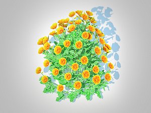 Eschscholzia californica - California poppy 3D model