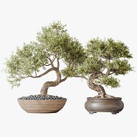 AV Indoor plants set 127 Mission Kalamata Leccino Arbequina Wilsonii Chemlali Olive Set
