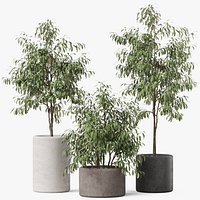 Plants collection 903