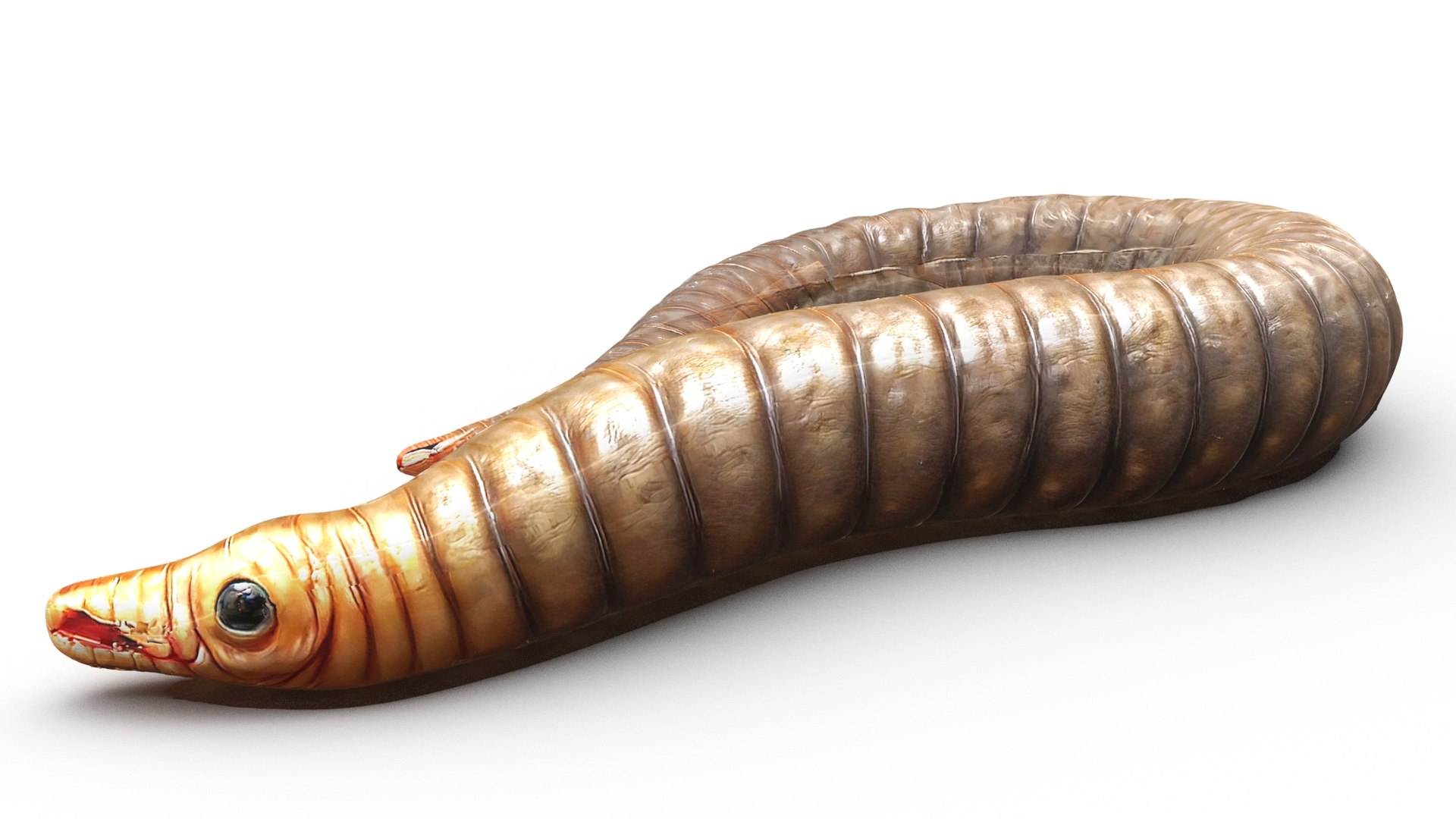 3D Insects Pack - TurboSquid 2318609