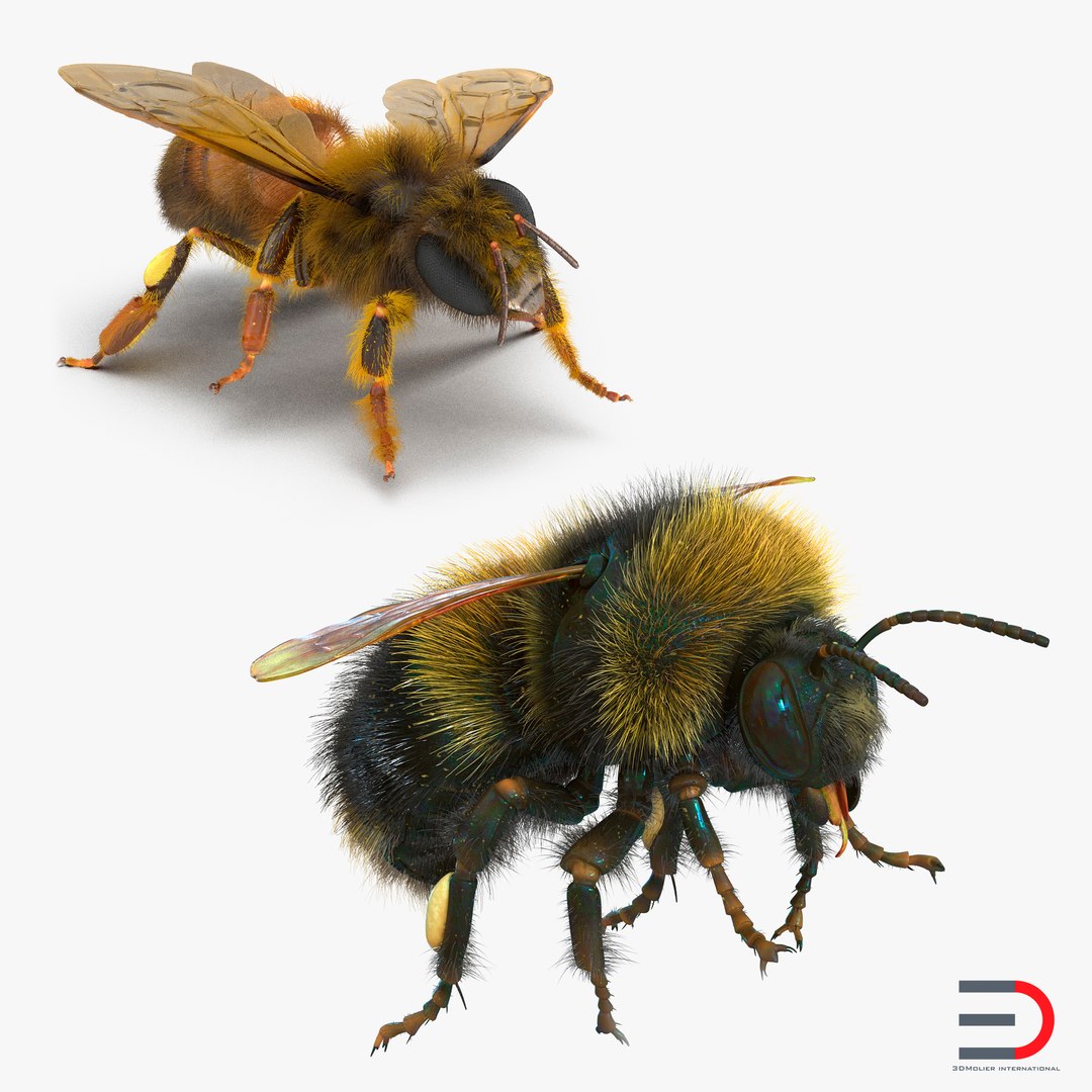 Bee and Bumblebee 3D Models Collection 3D model preview