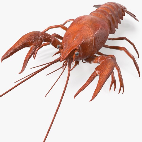 boiledcrayfish3dsmodel000.jpg