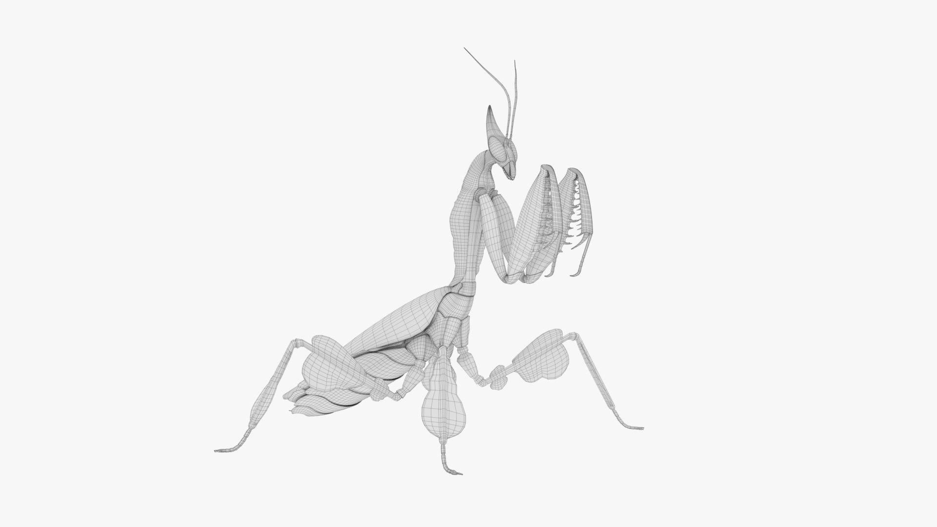 3D Praying Mantis Model - TurboSquid 2433403