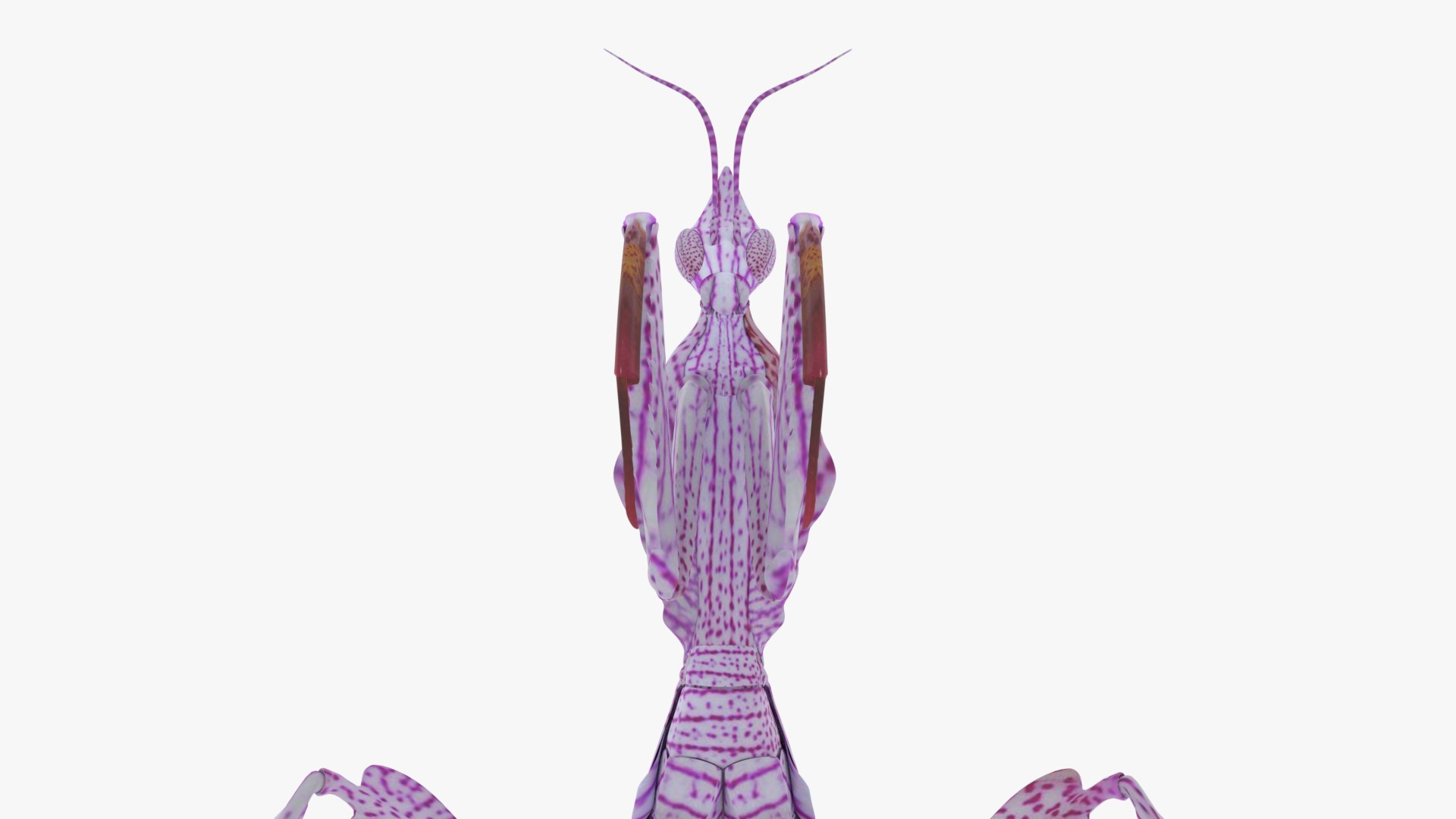 3D Praying Mantis Model - TurboSquid 2433403