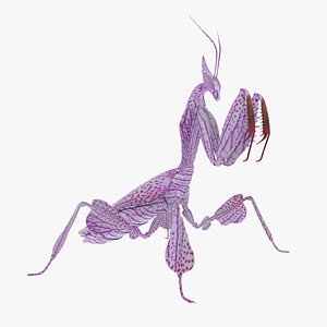 Praying Mantis