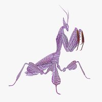 Praying Mantis
