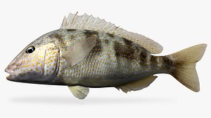 3D pigfish fish