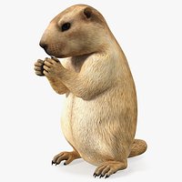 Alpine Marmot Eating Pose