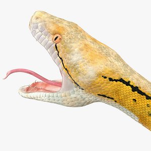 yellow python snake rigged 3D