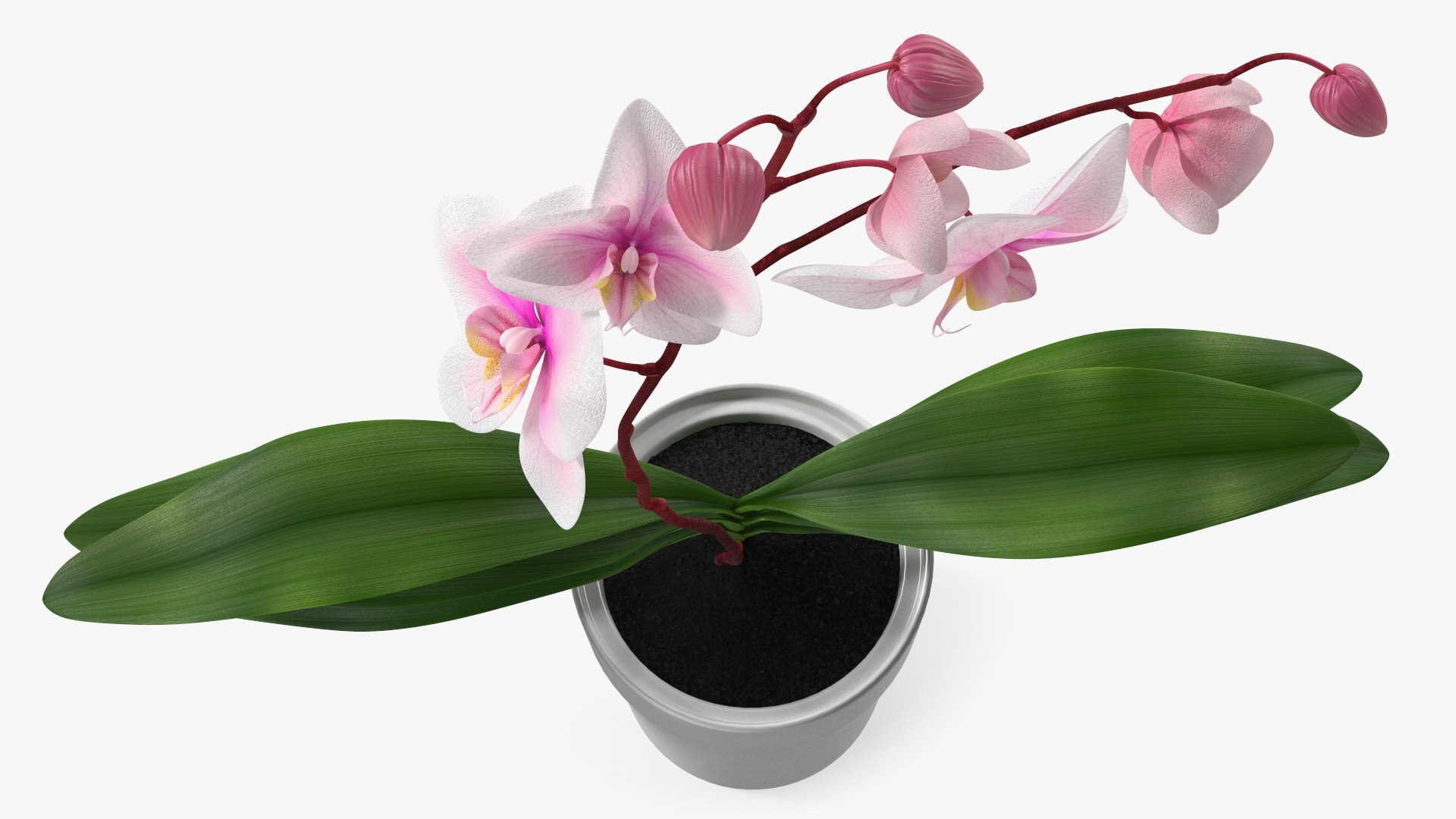 Orchid Pot 3D Model - TurboSquid 2147243