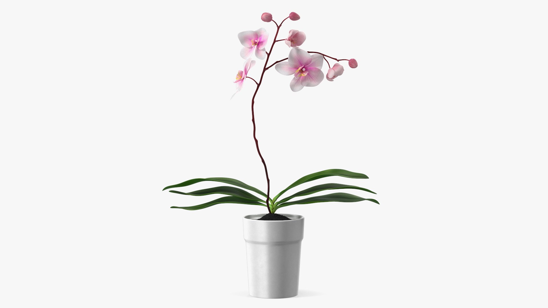 Orchid Pot 3D model preview