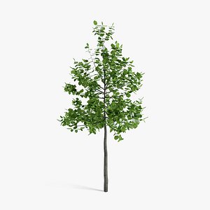 3d model linden tree