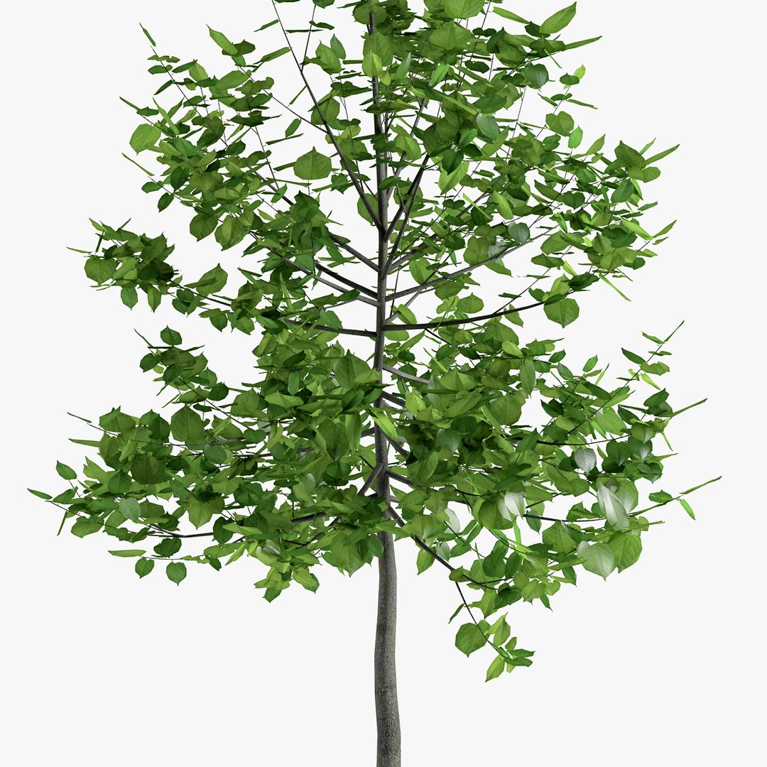 3d Model Linden Tree