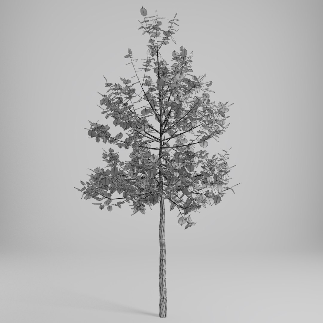 3d Model Linden Tree