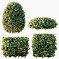AV Ligustrum Ovalifolium Argenteum Aureum Hedge