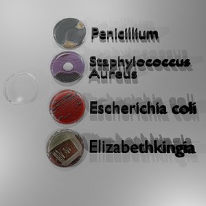 petri dishes bacteria 3d obj