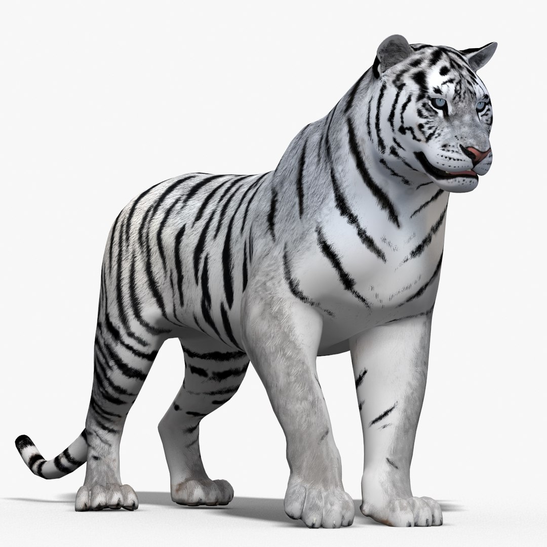 3d Tiger Fur Color Hair Animation