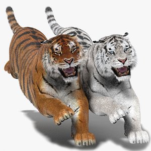 3d tiger fur color hair animation