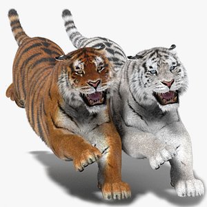 Tiger Animated Fur Two Color