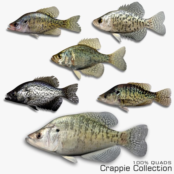 3D Crappie Collection - TurboSquid 1815396