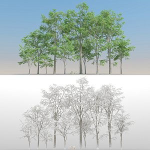 3D 10 fagus tree snow model
