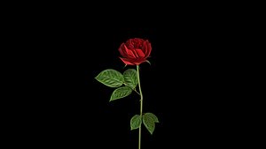 romantic rose