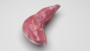 Liver model