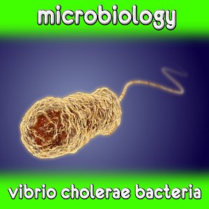 3d model cholerae vibrio bacteria