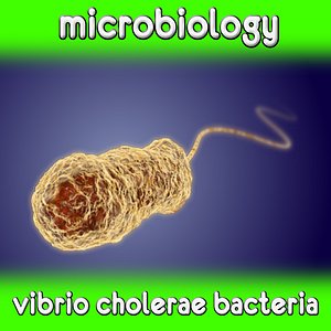 Cholera vibrio bacteria