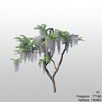 wisteria 01