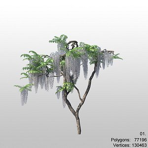 wisteria 01