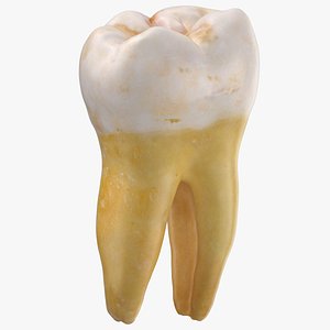 Molar Lower Jaw Right 01