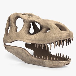 Tyrannosaurus Rex Skull