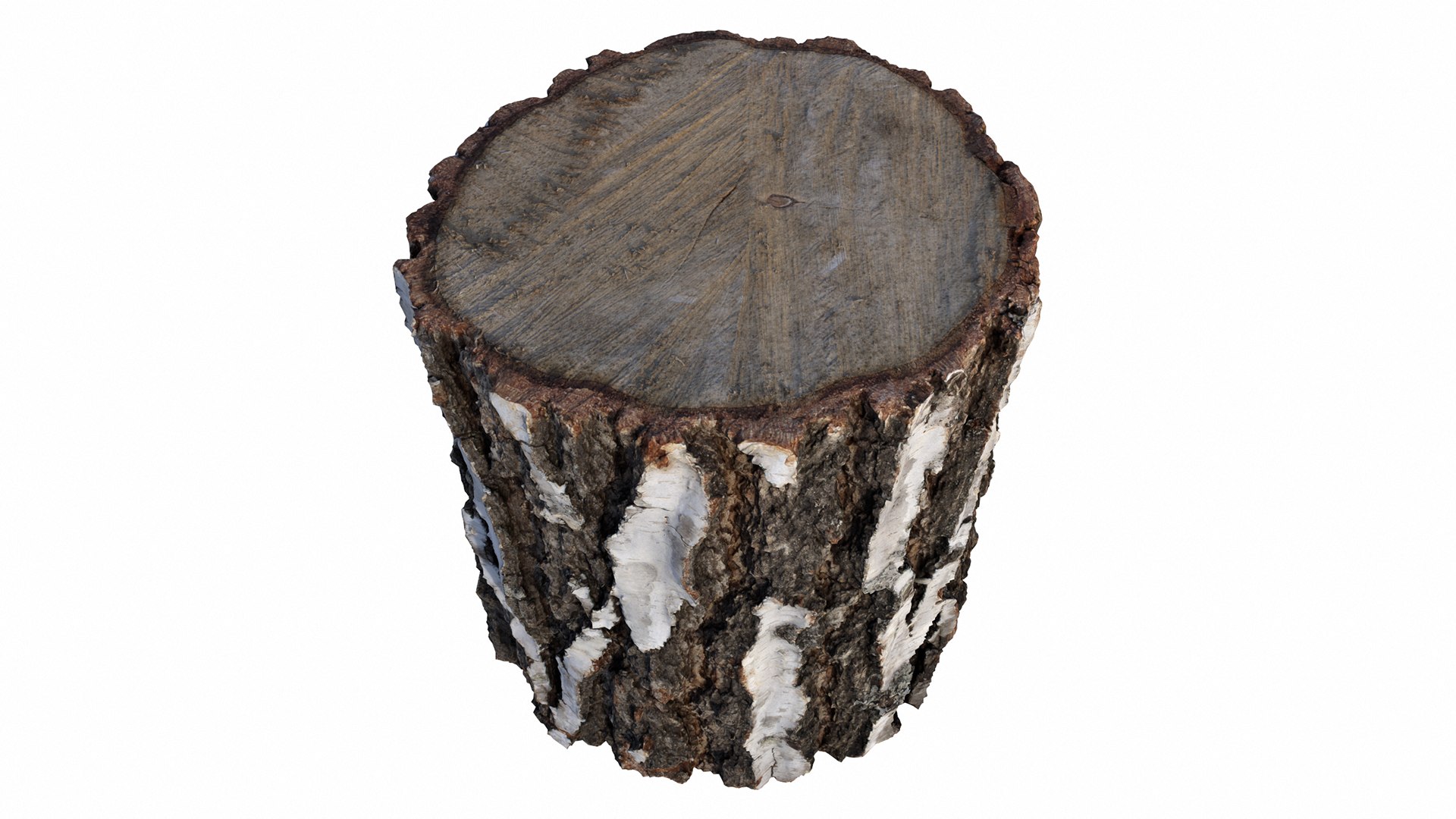 3D Birch Log Model - TurboSquid 1971491
