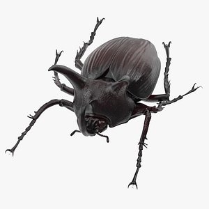 rhinoceros beetle pose 01 3d model
