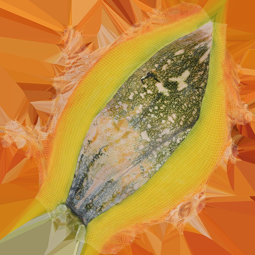 3D Asian Pumpkin Collection https://p.turbosquid.com/ts-thumb/4y/Drns8m/7N/asipumpkinslice2_d0004/jpg/1717155464/1920x1080/fit_q87/b4f83bf666fc42488126b88919e0ee5644a28104/asipumpkinslice2_d0004.jpg