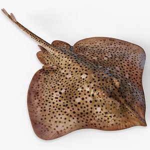 3D Stingray Animated model