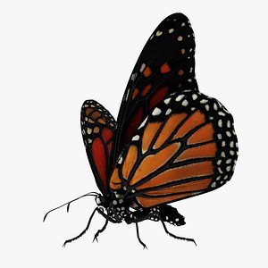 monarch butterfly rigged animation 3D